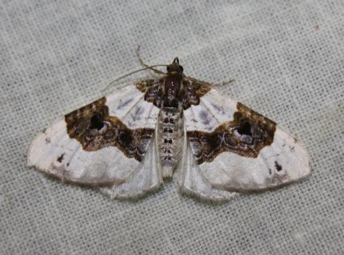 Réf. 212 892 : Cosmorhoe ocellata